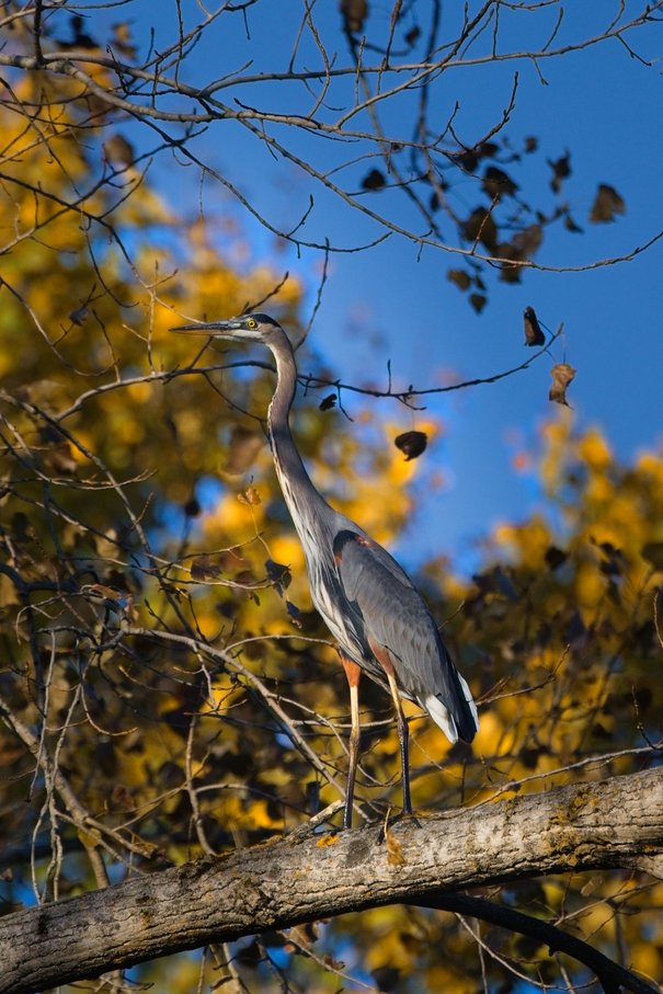 A majestic wading bird, likely a heron or egret, perches on a thick branch. The scene is framed by dense, autumnal foliage displaying vibrant yellow leaves against a clear blue sky, capturing a vibrant natural portrait.
