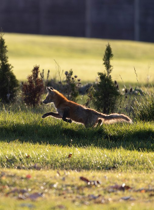 A dynamic image capturing a fox running across a lush, sunlit grassy field. The strong golden light highlights the fox's reddish fur and bushy tail, while scattered bushes and grass create a natural, dramatic backdrop.