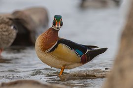 A brightly colored duck stands in shallow, rocky water. The bird features a rich brown chest, a light belly, and striking iridescent green and blue plumage on its head and back, set against a natural, muted background.
