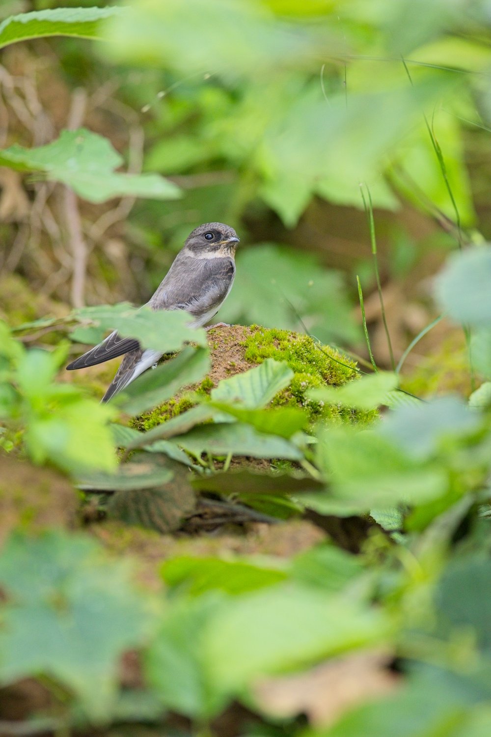 A small gray bird is perched on a patch of moss and greenery, framed by lush, out-of-focus foliage in a natural, damp setting.
