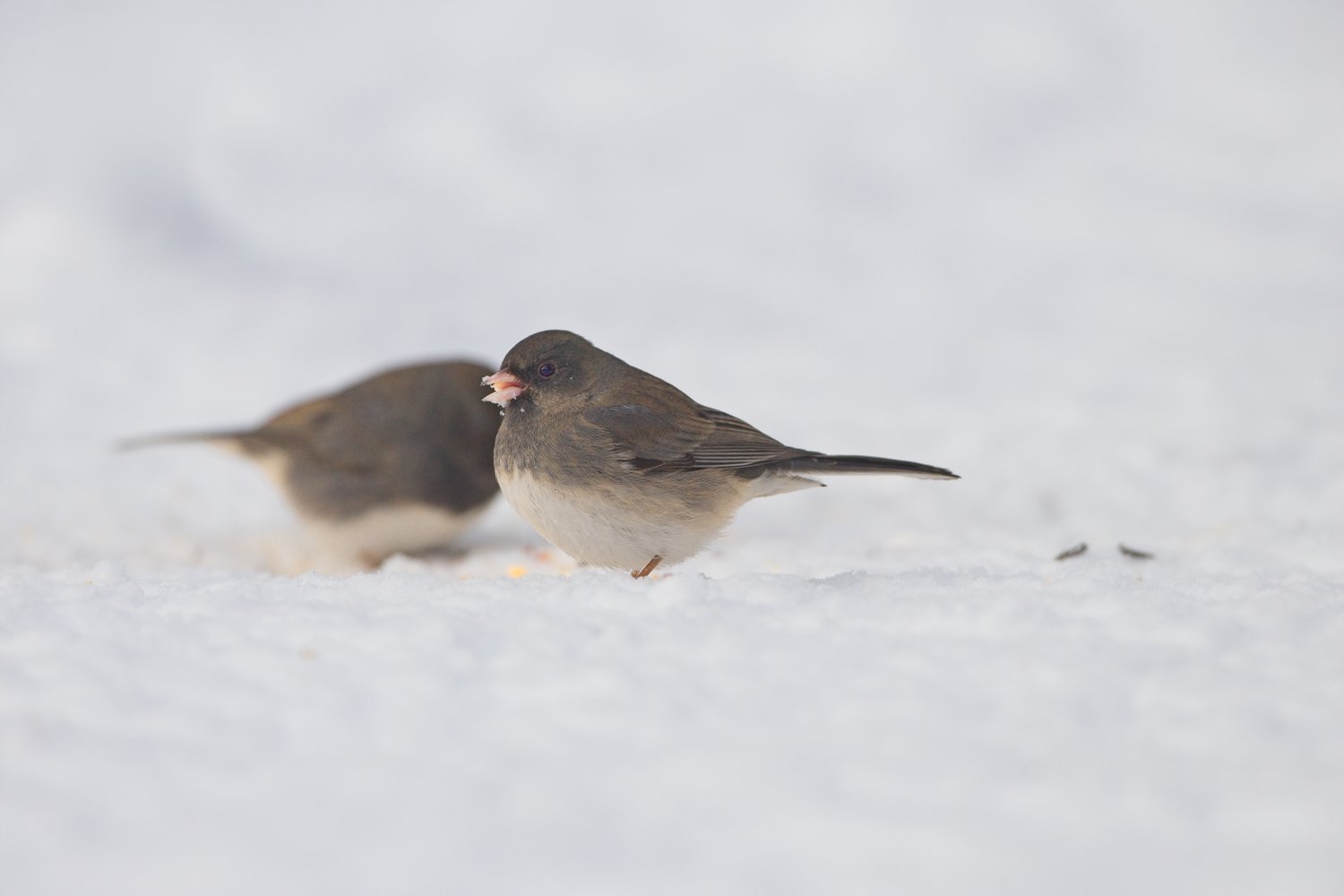 A photograph capturing two small brown sparrows standing in the snow. The bird in the foreground is sharply focused, while a second, slightly blurred bird is visible behind it, set against a minimalist, snowy background.