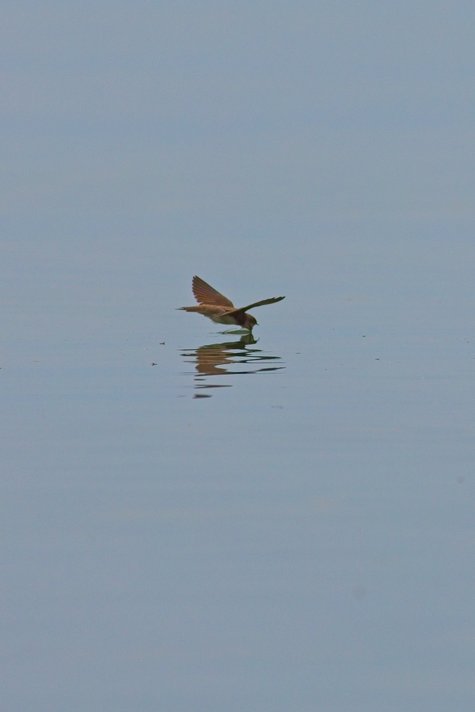 A lone bird is visible in the center, flying or wading low over a vast expanse of calm, blue-gray water.