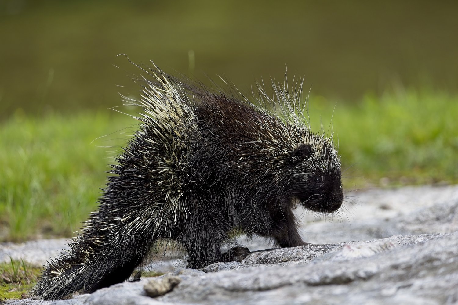 A black and white skunk is captured in a natural setting, walking across a gray rock. The skunk has noticeable white markings on its tail and back. The background is softly blurred, featuring vibrant green foliage and a muted backdrop, suggesting a watery or heavily vegetated environment.