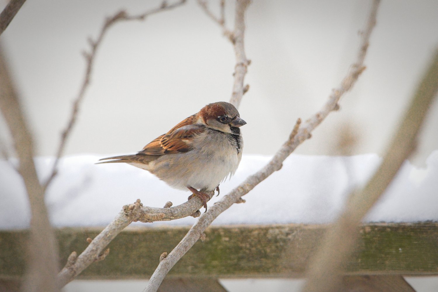 A small brown sparrow is perched on a weathered branch, captured in a natural, muted, and slightly blurred setting that suggests a cool or wintry environment.
