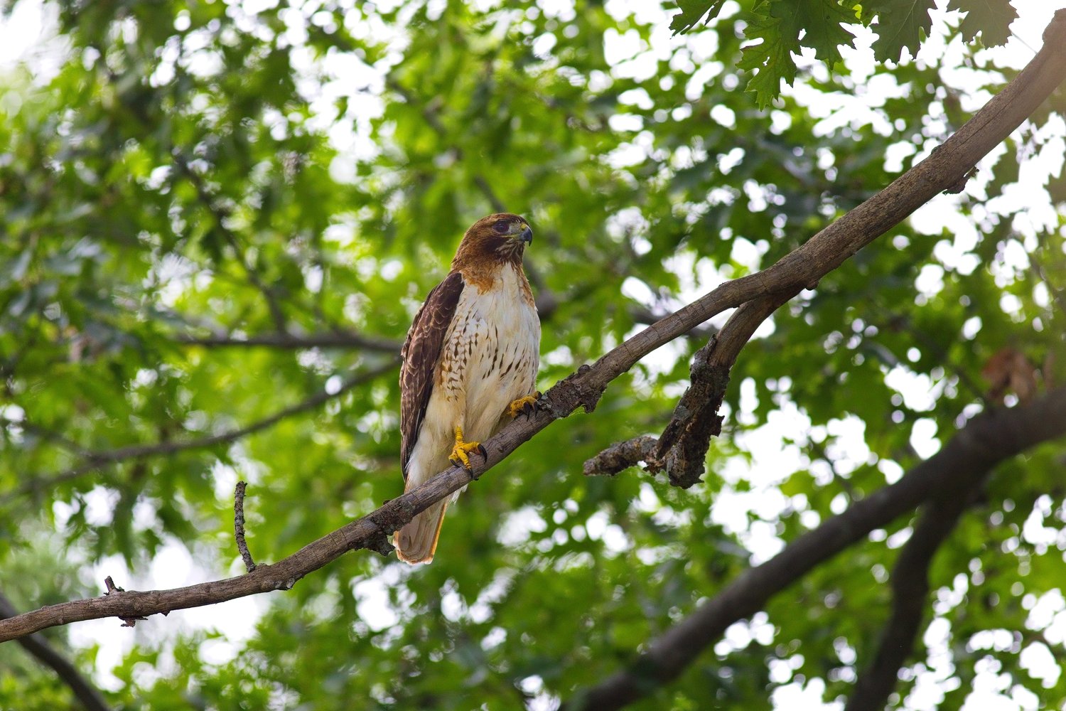 A hawk is perched on a substantial branch, observed in profile against a vibrant, leafy green background, suggesting a woodland habitat.