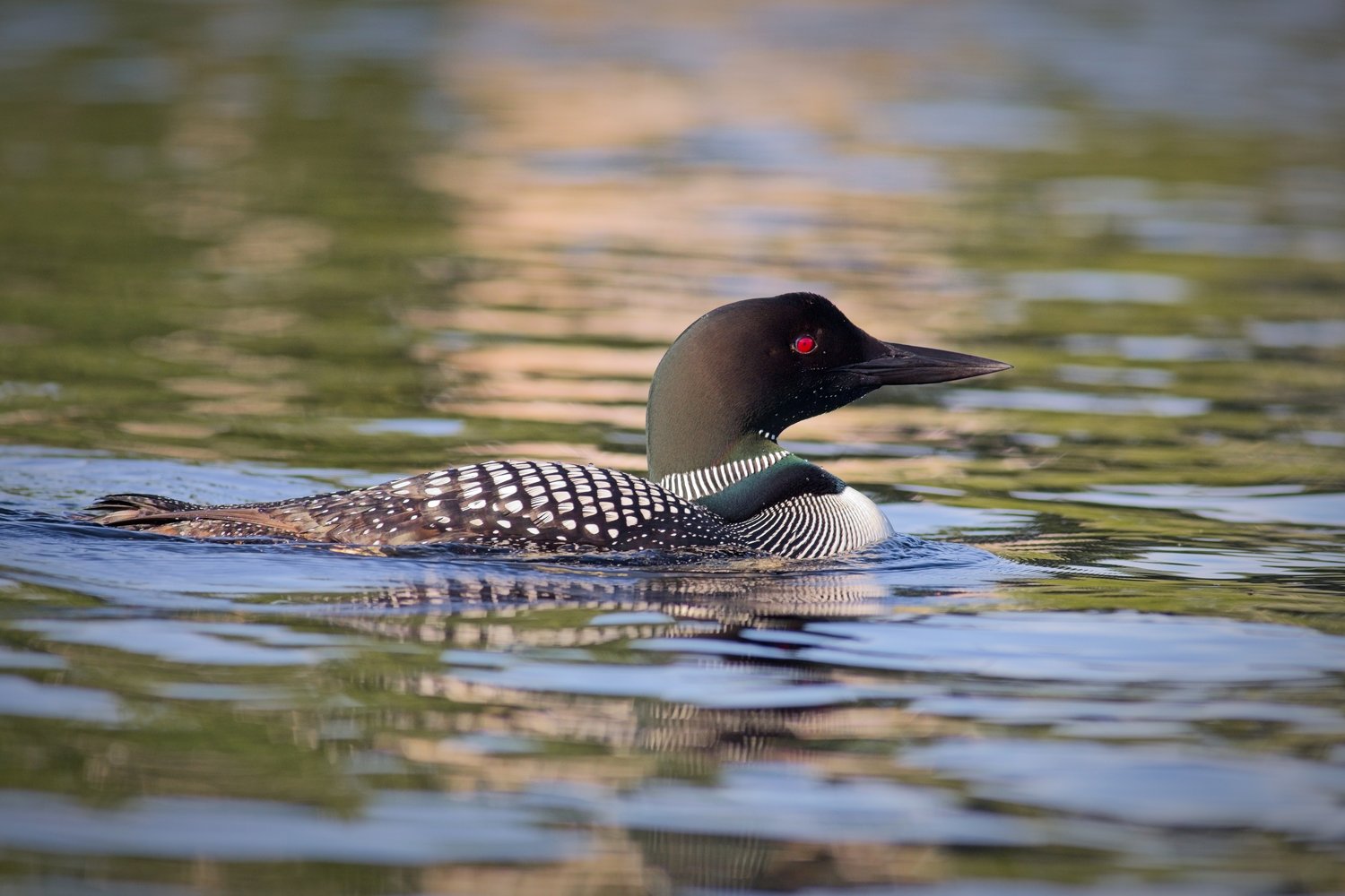 A dark cormorant bird swimming on calm water. The bird is viewed from the side, showcasing its contrasting black and white plumage and bright red eyes against the reflective, natural background.