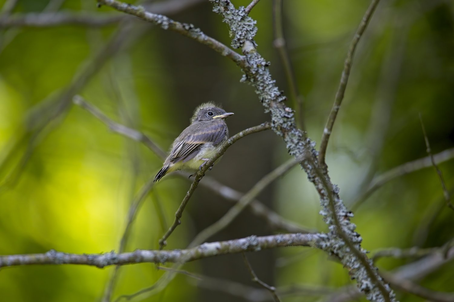 A small, finely patterned bird is perched on a thick, textured branch covered in lichen or moss. The bird is the central focus, set against a soft, vibrant bokeh background of greens and yellows, suggesting a lush, natural outdoor environment.