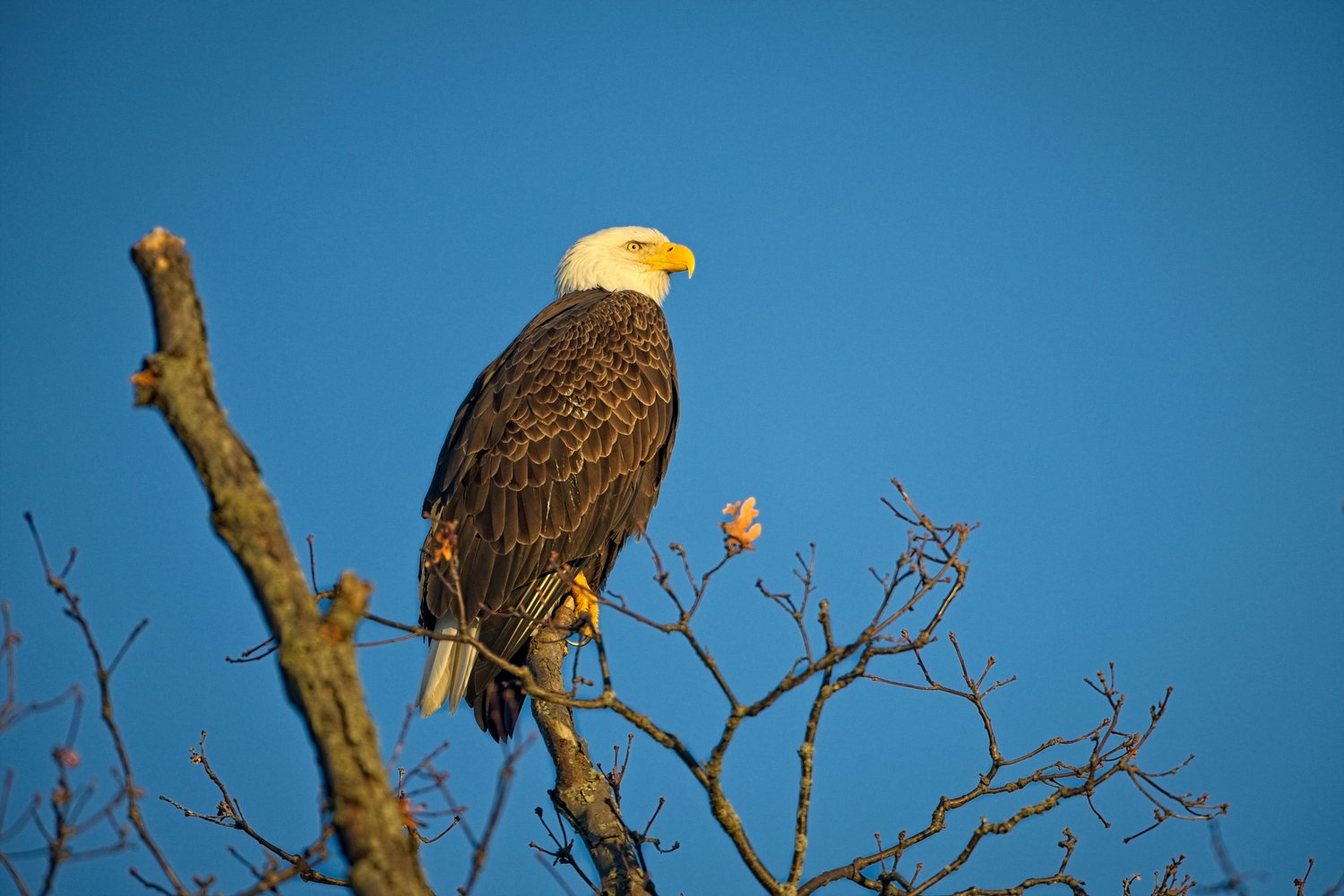 A bald eagle with a striking white head is perched on bare tree branches against a clear blue sky. The composition emphasizes the eagle's majestic presence and the stark contrast between its dark feathers, white head, and the natural backdrop.