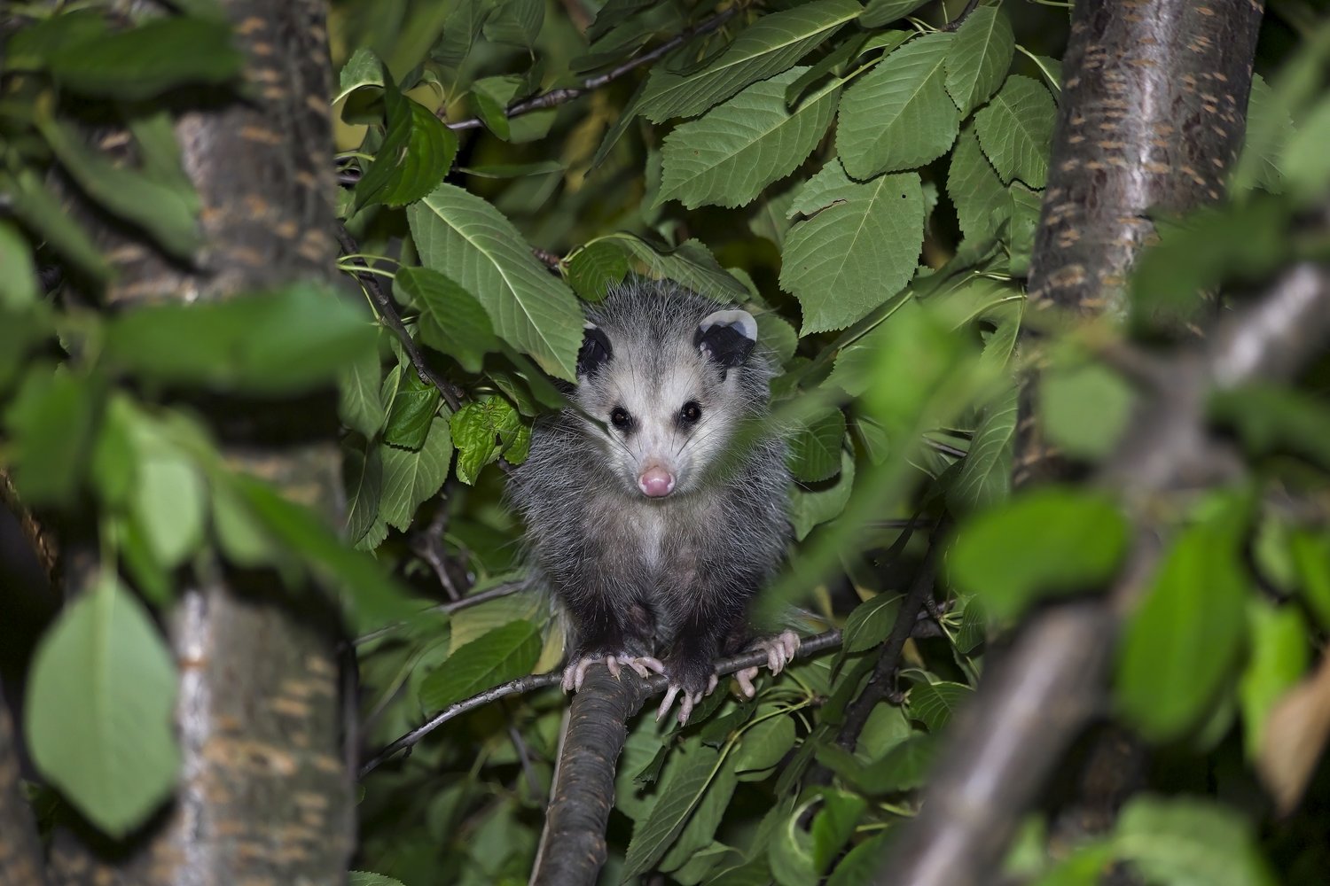 A portrait of a small, gray, raccoon-like juvenile animal resting on a branch amidst dense, lush green foliage. The animal is positioned centrally in a woodland setting, with blurred tree trunks serving as a natural background.