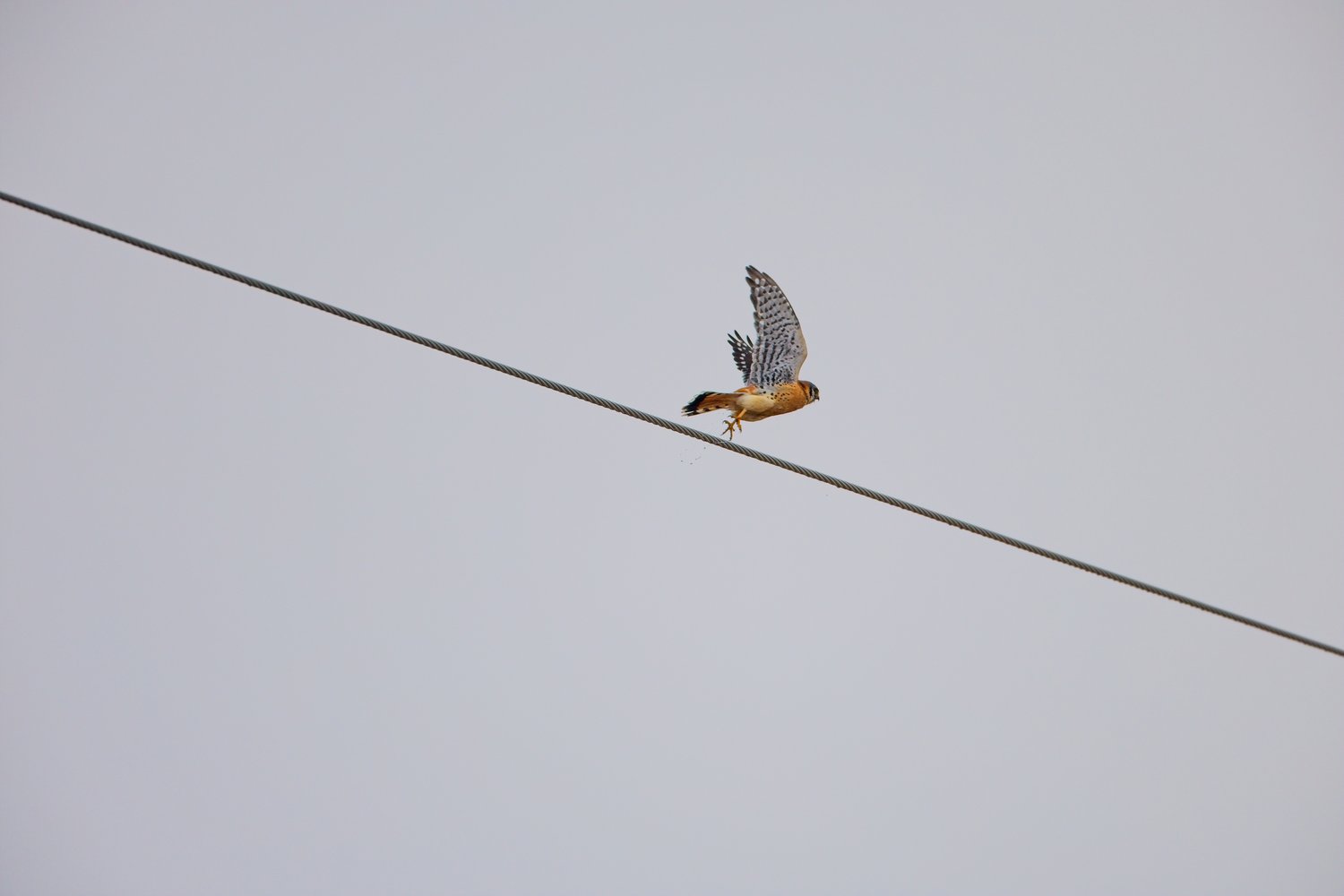A bird is perched on a thin wire against a plain, light gray background.