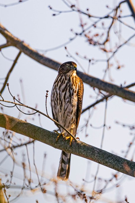 A patterned bird perches on a thick, horizontal tree branch against a bright, overcast sky. The surrounding composition features numerous thin, bare branches.
