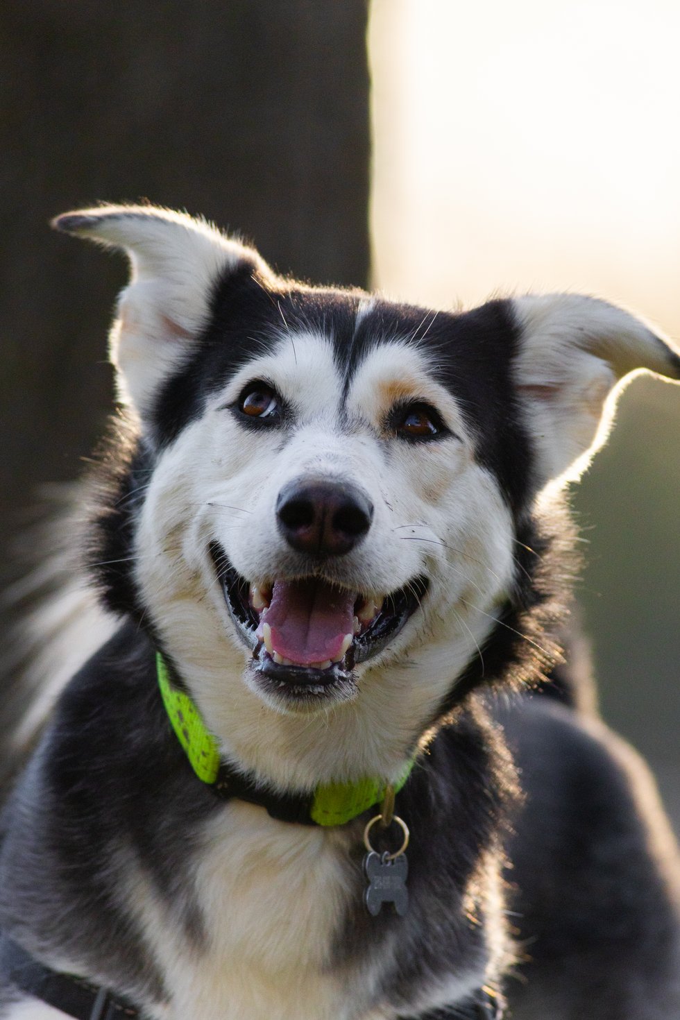 A close-up portrait of a happy Husky-type dog with black, white, and gray fur. The dog is looking directly at the camera with an open mouth and is wearing a bright neon green collar. The background is softly lit, suggesting an outdoor setting.