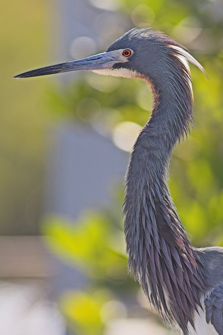 A detailed profile shot of a dark-colored wading bird, likely a heron, featuring a long neck and a prominent beak. The bird is sharply focused against a soft, blurred natural background consisting of vibrant green and yellow tones.