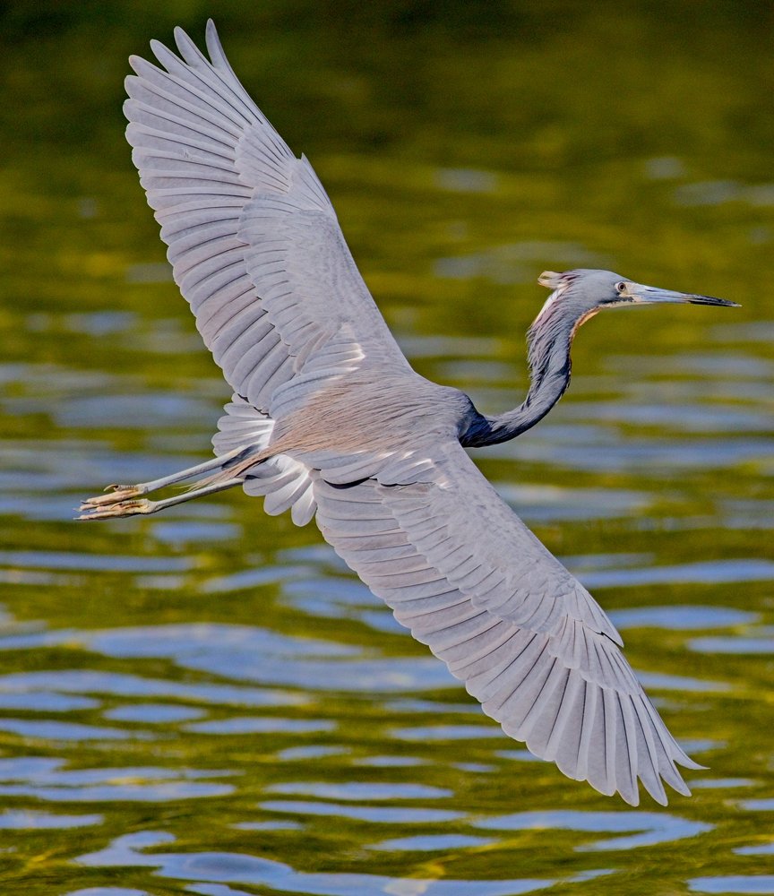 A graceful grey heron is captured in mid-flight, wings fully extended, soaring low over rippling, green water.