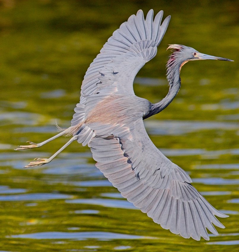A dynamic photograph capturing a gray egret (or similar wading bird) in mid-flight. The bird's wings are fully extended, suggesting powerful motion, as it flies low over calm, greenish-yellow water, creating a strong contrast between the bird and its watery background.