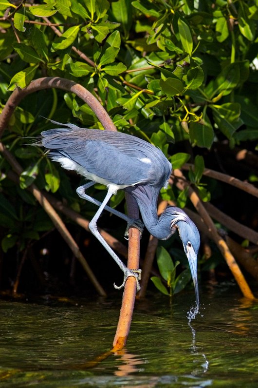 A gray heron stands on a diagonal branch in shallow, greenish water, actively hunting. The bird leans down, extending its long, pointed beak to catch prey, framed against a backdrop of lush, dark green foliage.