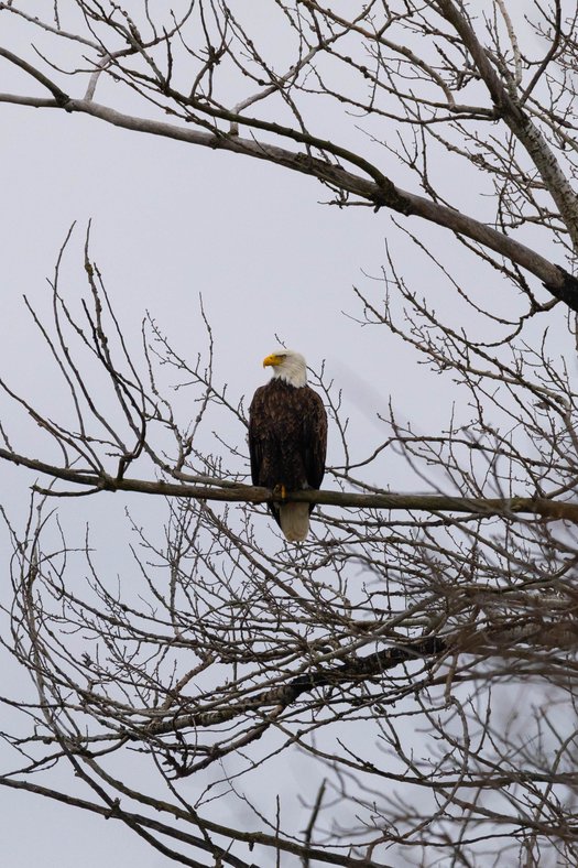 A bald eagle is perched prominently on a branch of a tree against an overcast, gray sky. The scene is dominated by numerous bare, intricate branches of deciduous trees.
