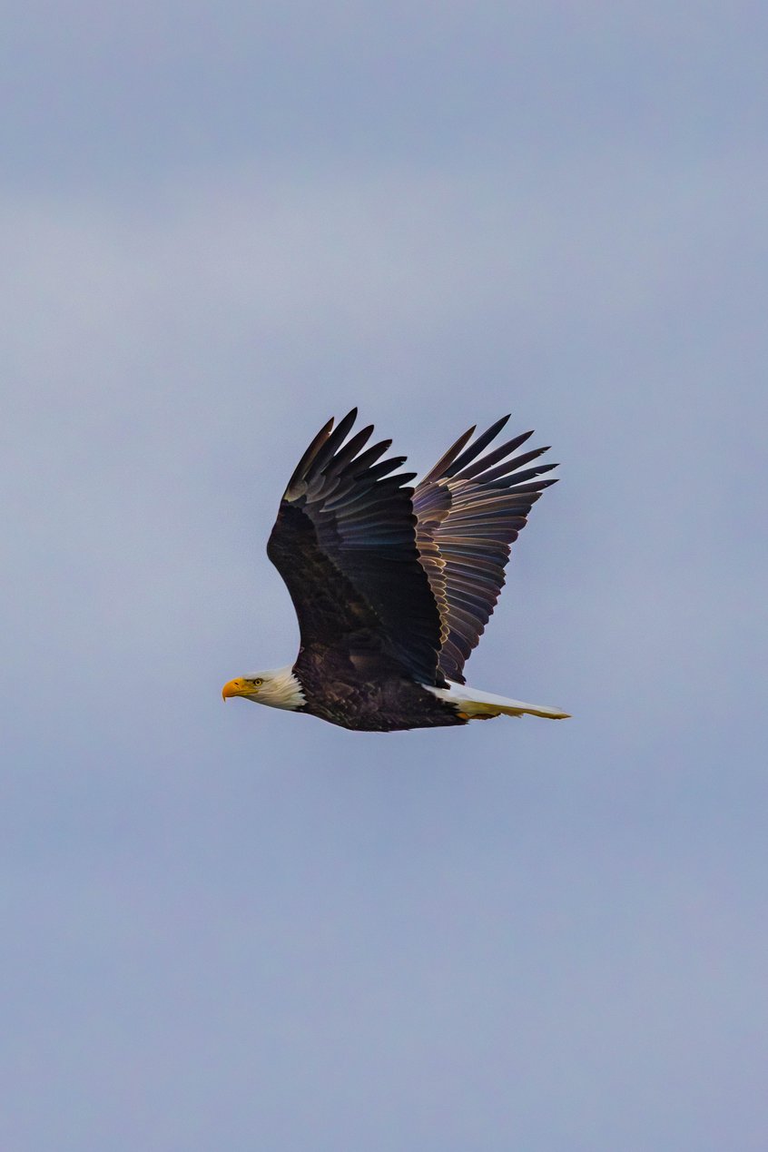 A bird, resembling a raptor or hawk, is captured in mid-flight against a pale, overcast sky. The bird has prominent dark wings fully extended, contrasting with its lighter head and body.