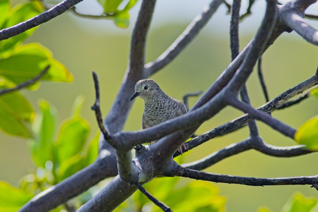 A small, speckled brown bird is perched on dark, intricate tree branches, framed by vibrant green foliage against a soft, natural background.
