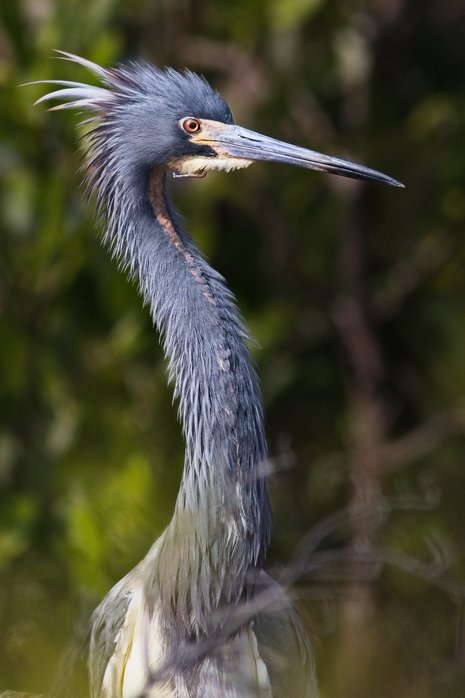 A detailed portrait of a blue heron with a prominent crest, depicted in profile against a soft, out-of-focus natural background. The image emphasizes the bird's long, elegant neck and striking gray-blue plumage.