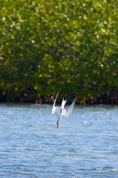 A white egret is photographed in mid-flight over calm blue water, positioned against a richly colored background of dense green foliage.