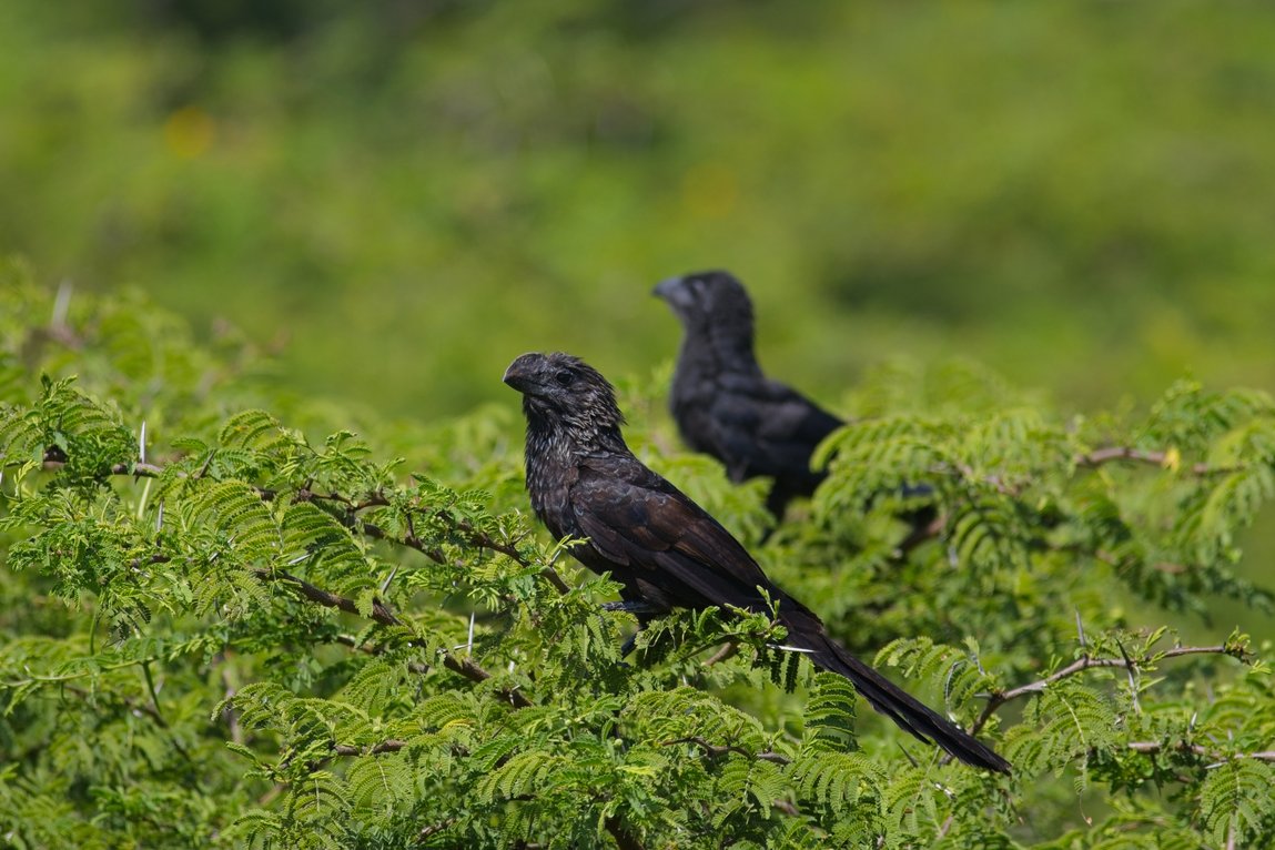 Two dark corvid birds are perched in lush green foliage. The bird in the foreground is sharp and clearly visible on the branches, with a blurred natural green background.