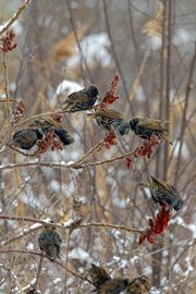 A cluster of small sparrows or finch-like birds gathered on the sparse, frosted branches of a dormant bush or tree in a muted, wintry outdoor setting.