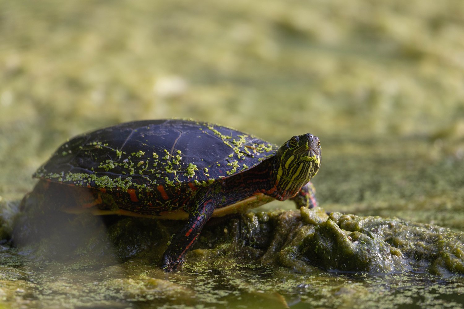 A close-up photograph of a small turtle resting on a mossy, algae-covered surface in a natural, watery setting.
