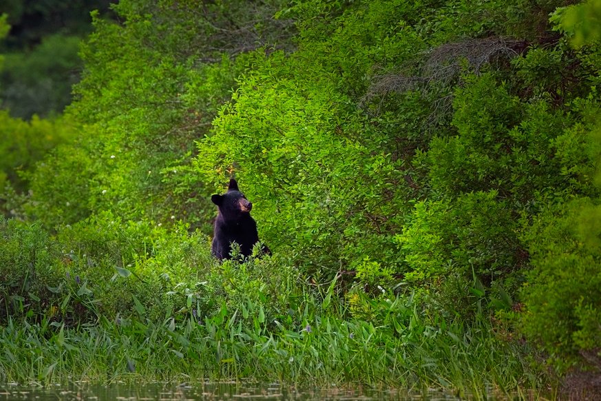 A black bear is partially visible and standing amongst lush, vibrant green foliage at the edge of a water body, capturing a wild and natural moment.