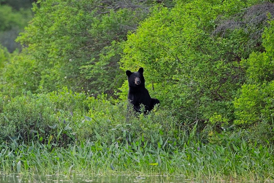 A black bear is captured emerging from dense, lush green foliage next to a body of water, illustrating a wild natural encounter.
