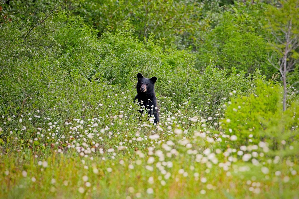 A black bear is visible standing in dense, lush green foliage and white wildflowers, capturing a moment in a vibrant, natural forest setting.