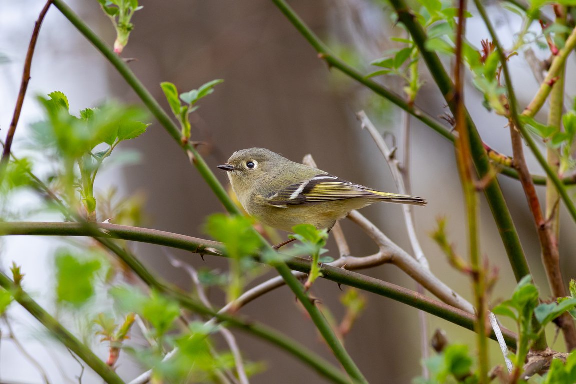 A small, light brown songbird is perched on a branch surrounded by lush green foliage, captured in a natural, outdoor setting with a softly blurred background.