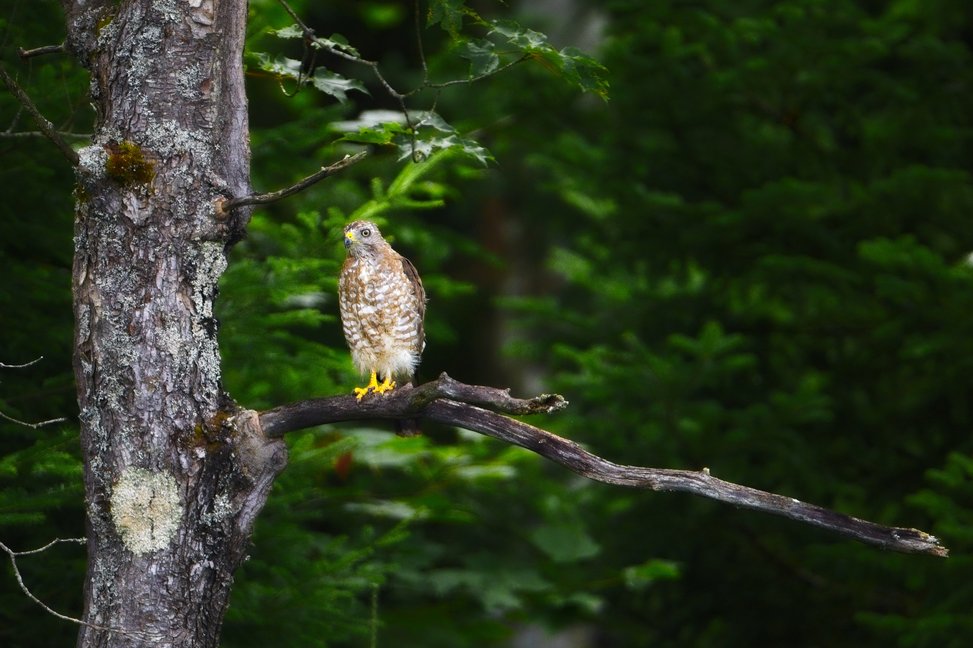 A small, spotted owl is perched on a branch extending from a weathered tree trunk, set against a densely forested, dark green background.