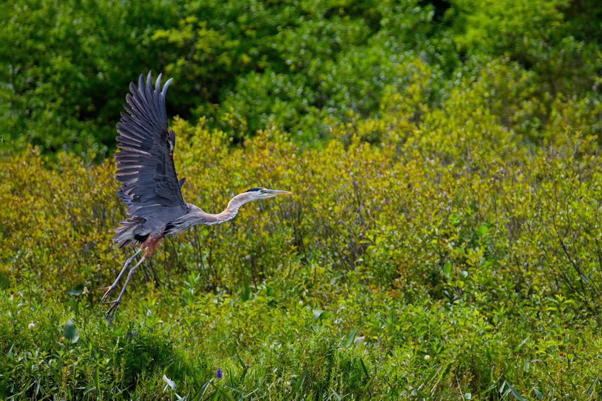 A heron is captured in mid-flight, wings fully spread, over a vibrant, lush green habitat that consists of thick foreground grasses and dense background foliage.