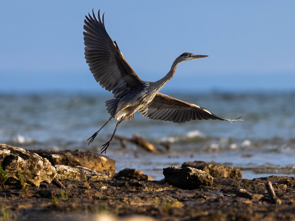 A bird is captured mid-flight, wings spread, passing over a dark, rocky shoreline with the clear blue ocean and sky visible in the background.