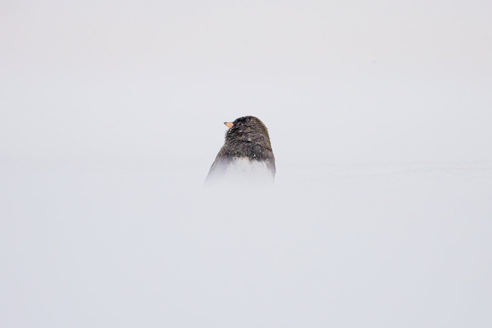 {'type': 'string', 'description': 'A small, dark creature, likely a bird, is visible in the lower center of the frame against a highly uniform, bright white background, suggesting a snowy or foggy environment.'}