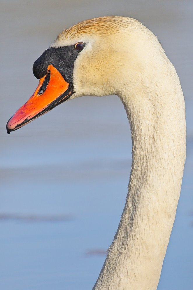 A detailed profile portrait of a swan, featuring a creamy yellow neck and head, and a strikingly colored bill that is black and orange. The swan is positioned against a soft, muted blue-gray background, highlighting the bird's elegant posture.