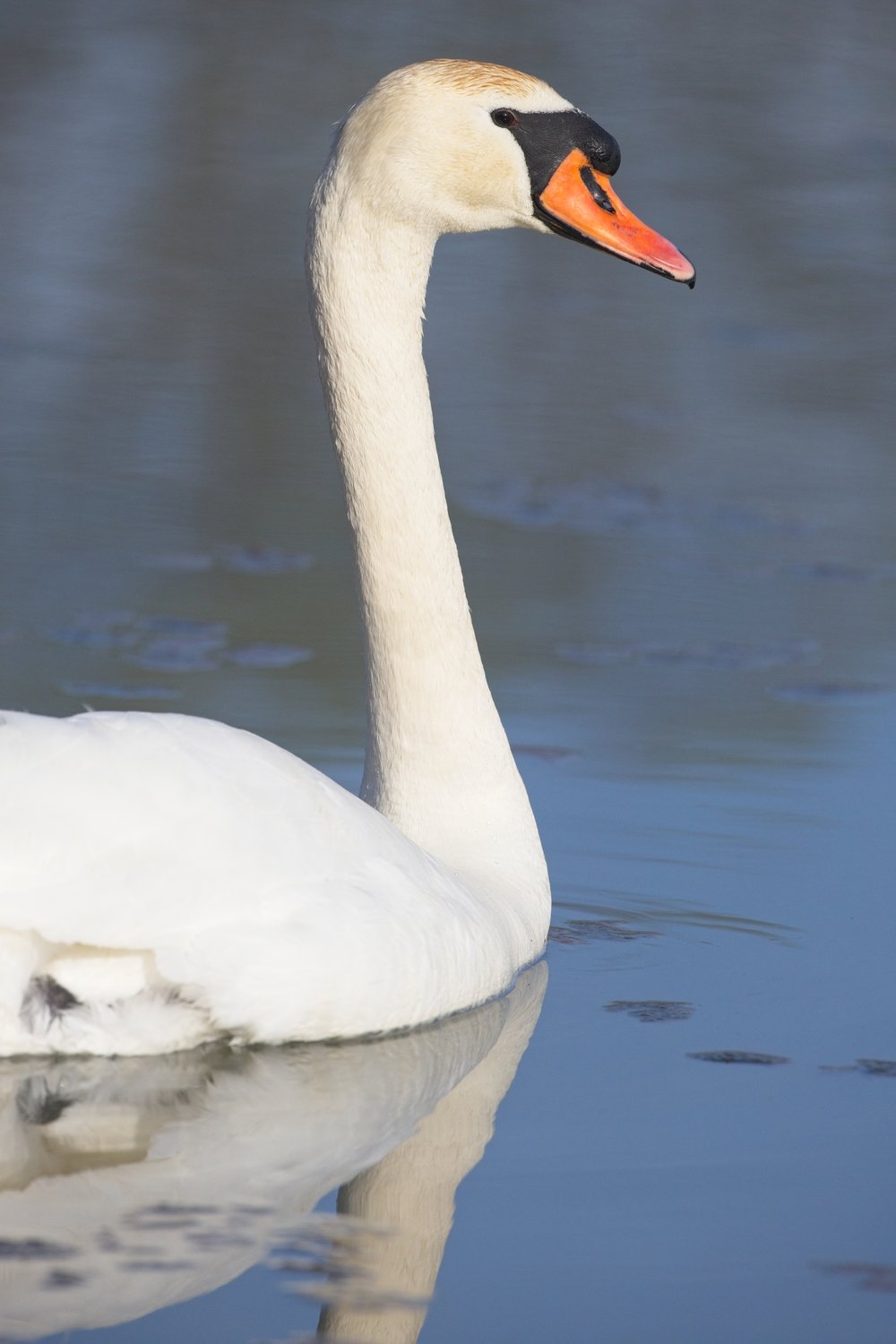 A white swan with a long neck, dark facial markings, and an orange beak is shown standing in calm water, casting a clear reflection below it.