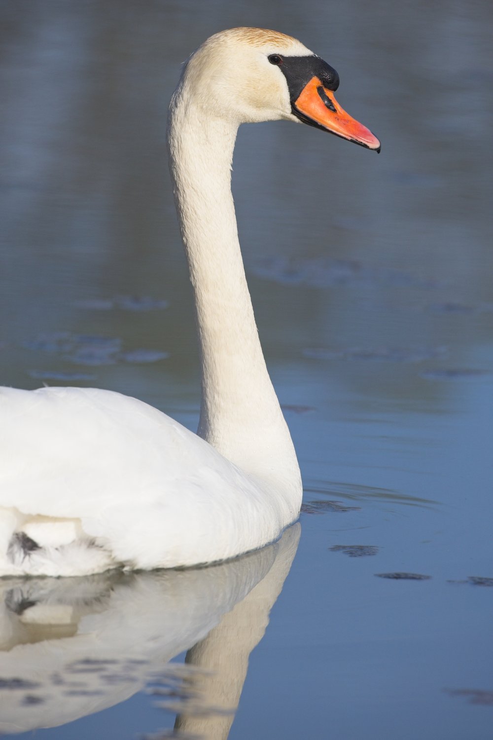 A portrait of a majestic white swan floating on calm, reflective water. The swan features an elegant, curved neck and striking black and orange markings on its head and beak.