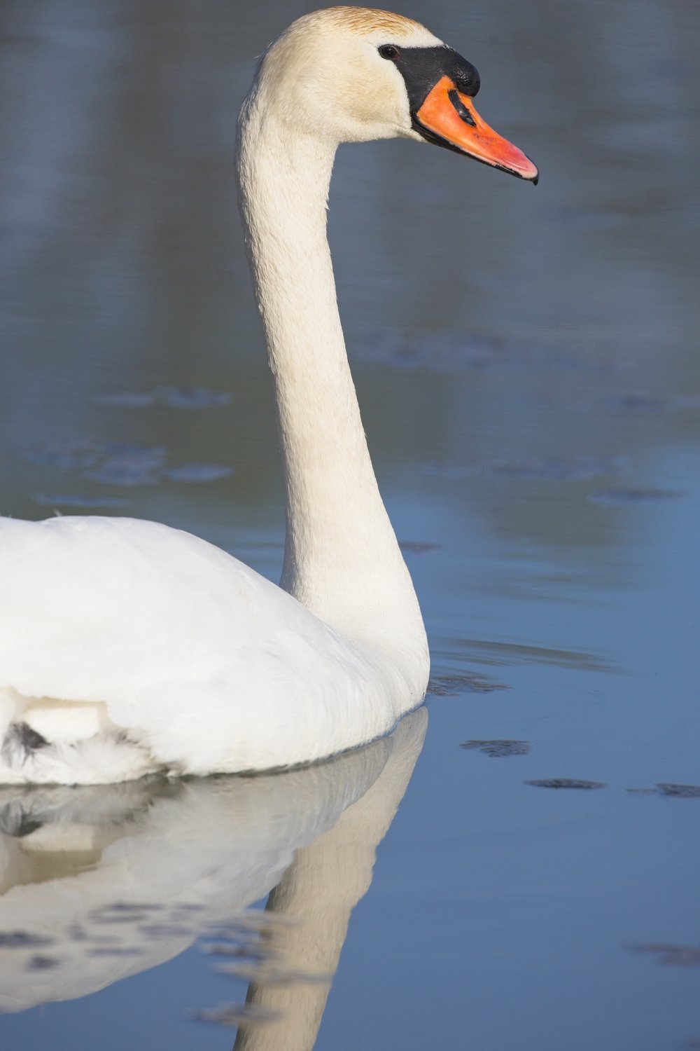 A graceful white swan with a bright orange bill is captured in profile, floating on calm, muted blue-gray water. The swan's long neck and pure white feathers contrast against the water, and its prominent reflection is visible beneath it, conveying a sense of tranquility.