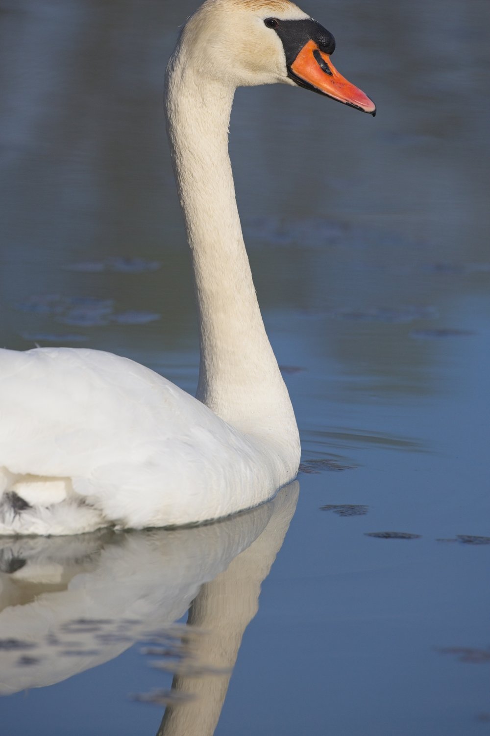 A white swan is captured floating on calm, reflective water. The bird is seen in profile, displaying its long, elegant neck and distinctive orange bill. The overall scene features soft lighting, highlighting the swan's pristine white plumage and its clear reflection in the muted background water.