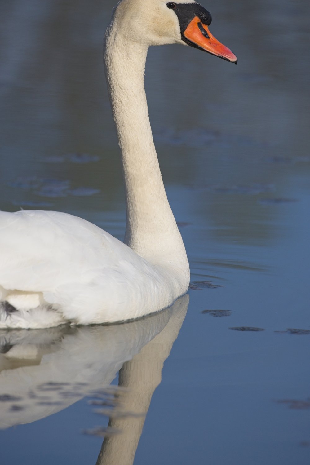 A striking profile image of a white swan floating on calm, muted-colored water, highlighting its graceful neck and vibrant orange beak.