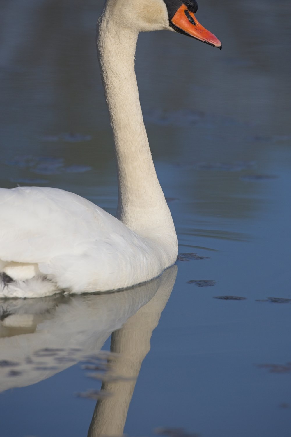 A majestic white swan is captured in calm, reflective water, showcasing its elegant neck and bright orange beak. The water surface clearly mirrors the swan's form, adding depth to the scene.