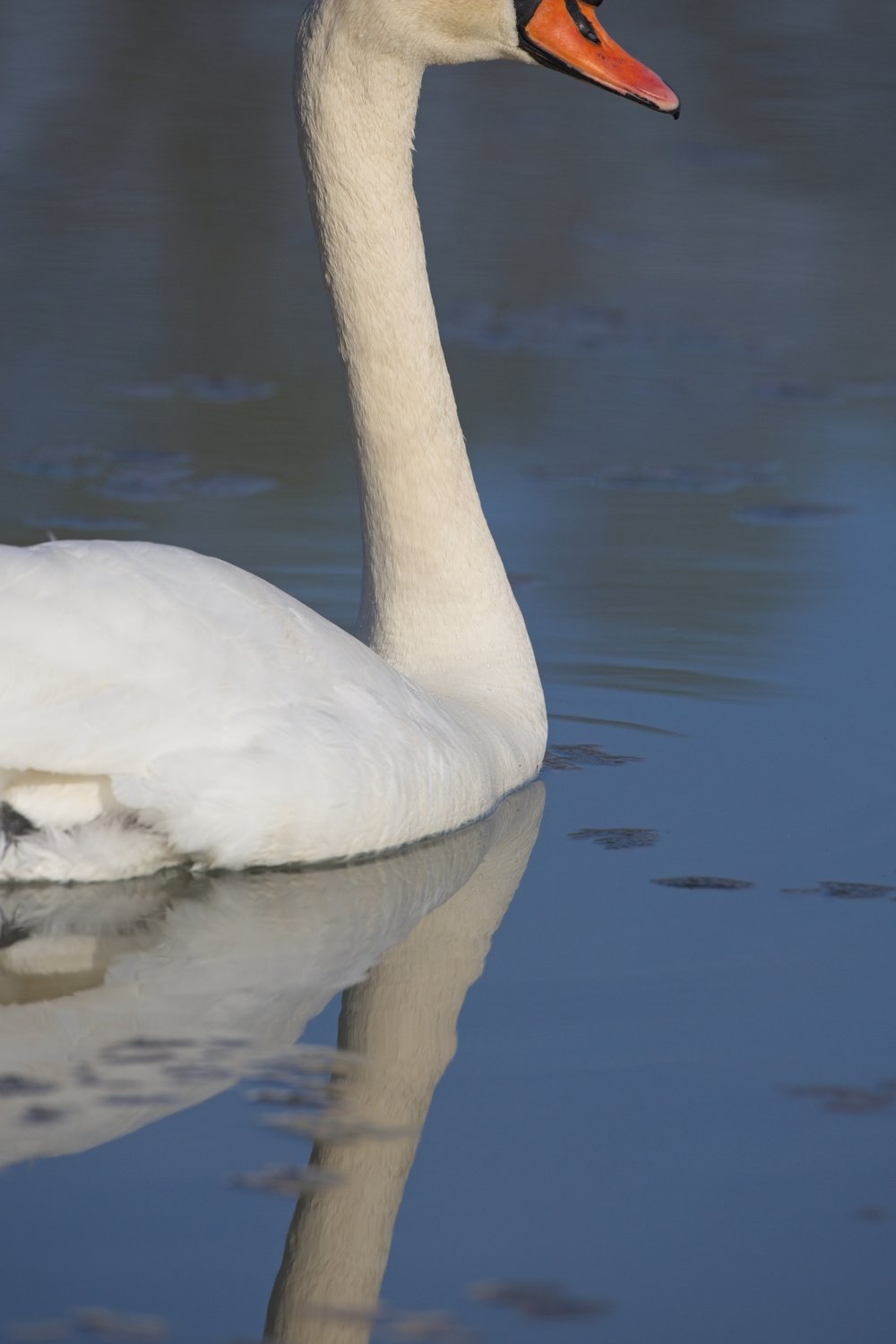 A graceful white swan floats on calm, reflective water. The swan is shown in profile, displaying its long neck and bright orange beak. A prominent reflection of the swan's body and neck is visible in the water below, creating a serene natural scene.