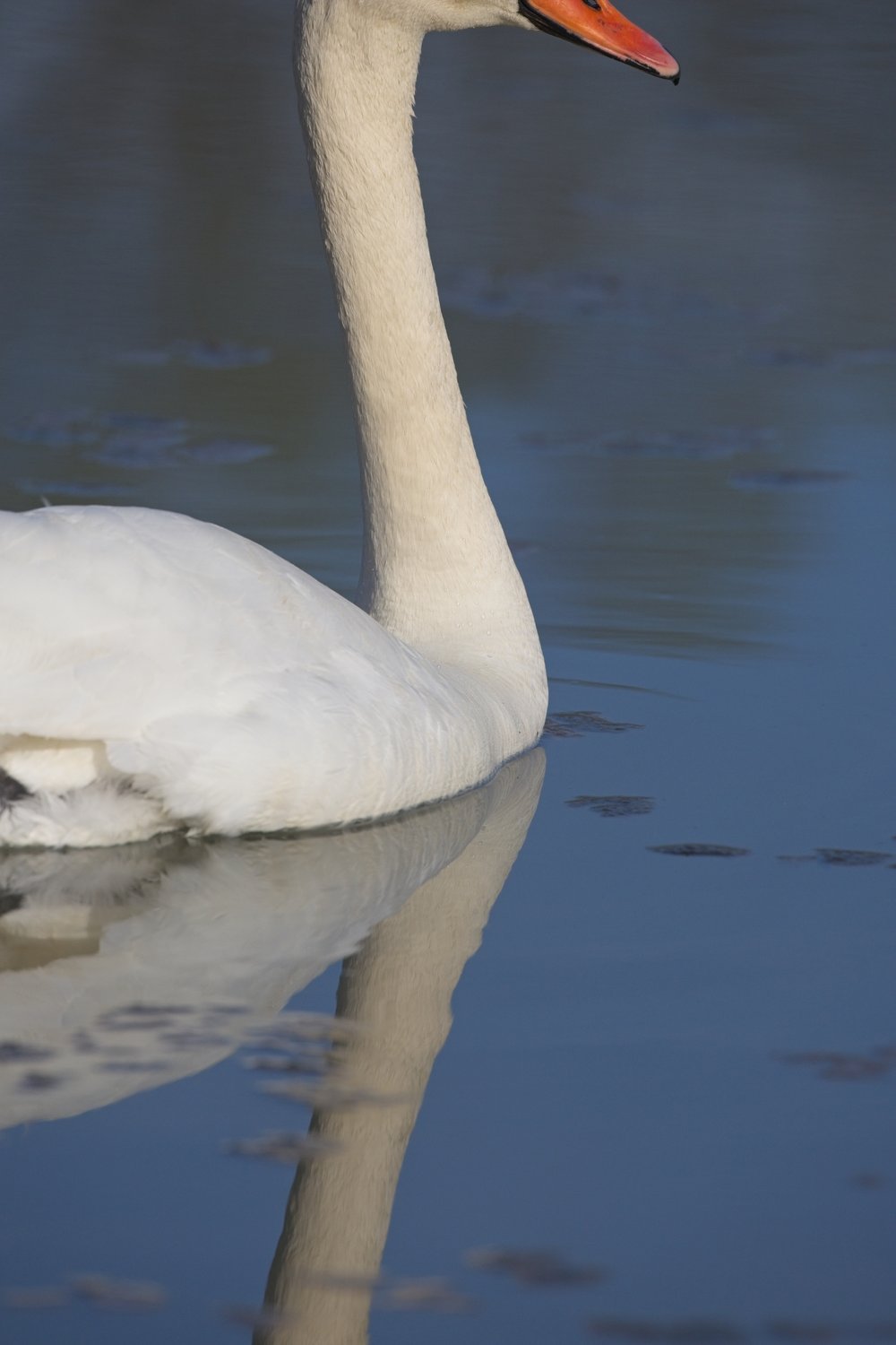 A photograph featuring a swan gracefully floating on calm water, with its reflection prominently visible beneath the bird, creating a sense of symmetry.