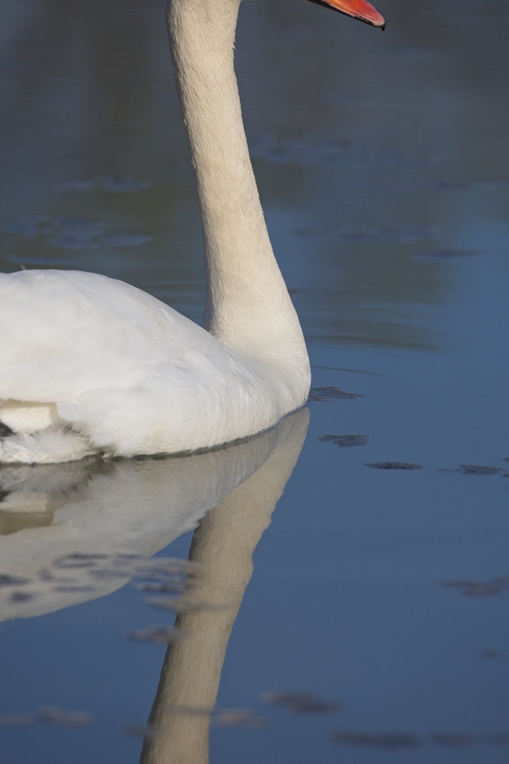 A graceful white swan stands in calm, still water. The reflection of the swan's neck and body is clearly visible in the water's surface, creating a symmetrical and serene composition.