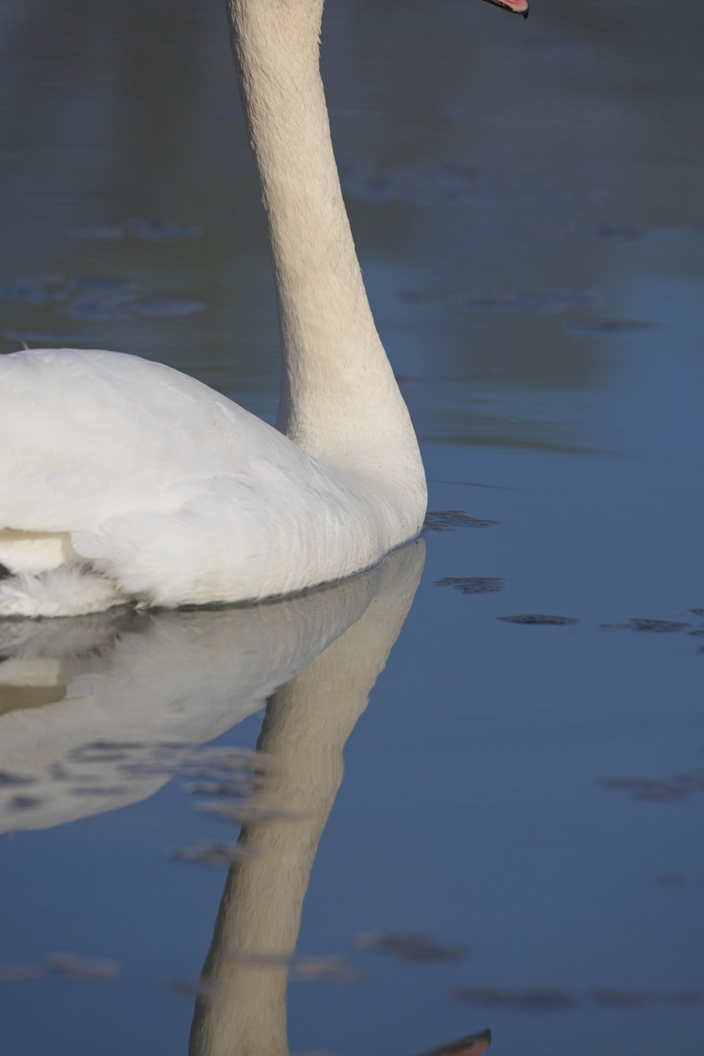 A white swan is seen floating on calm, blue-gray water, with its distinct reflection visible in the foreground.