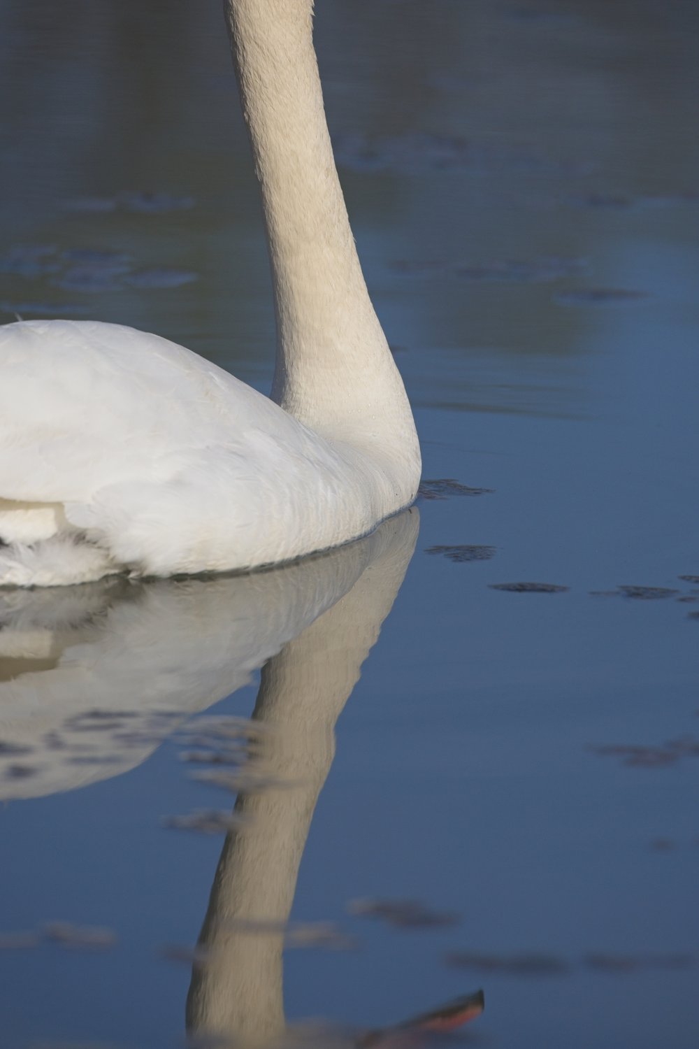 A close-up photograph of a white swan standing in calm water, capturing the bird's graceful neck and its clear reflection on the water's surface.