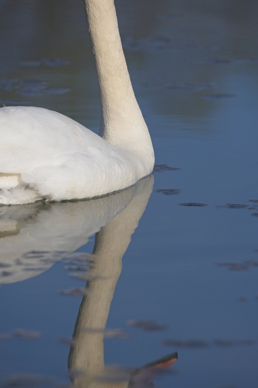 A close-up, low-angle view of a white swan partially submerged in calm, blue-grey water. The composition features the swan's elegant neck and body, with a pronounced and reflective image visible on the water's surface.