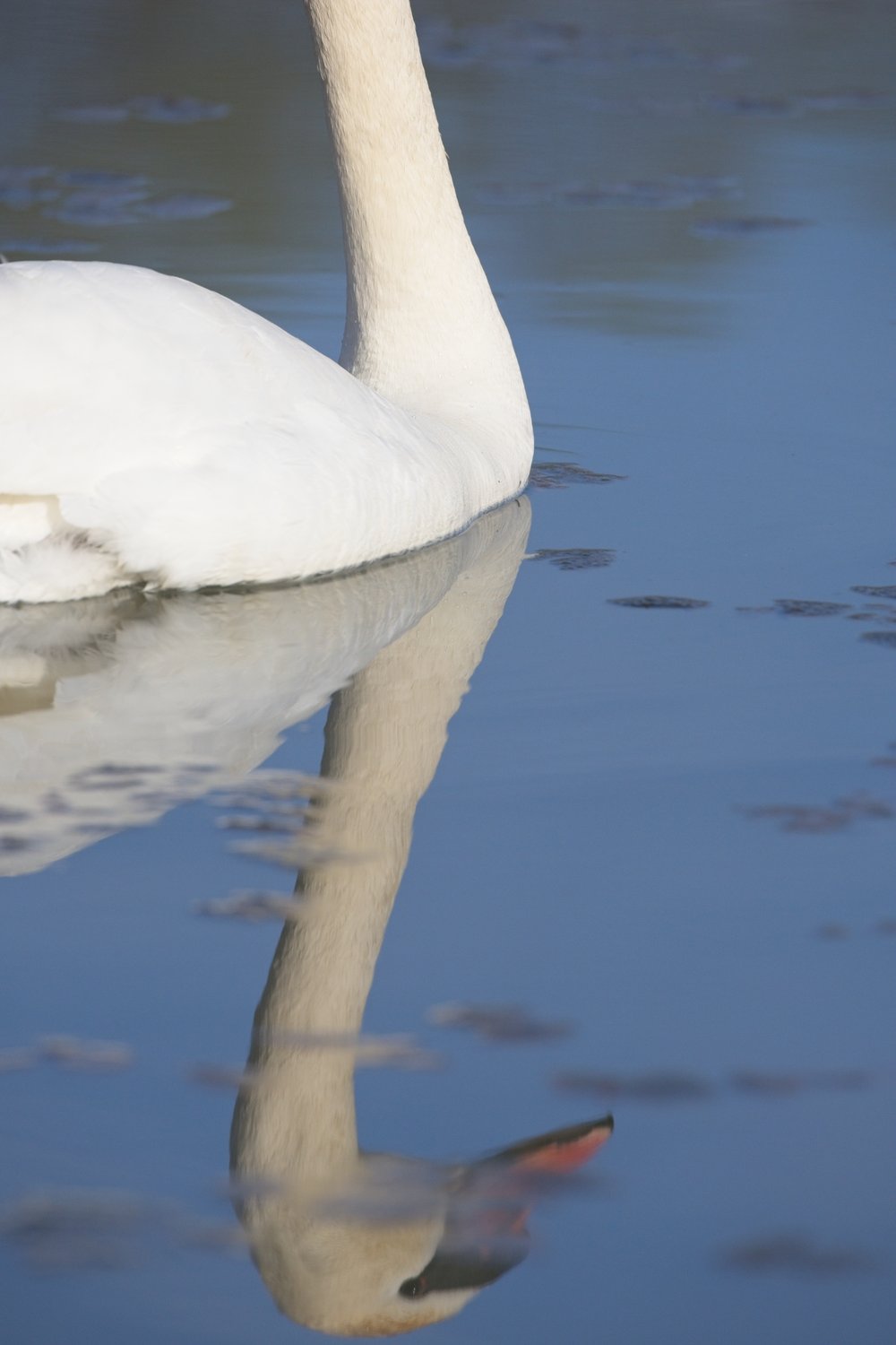 {'type': 'string', 'value': 'A white swan is partially submerged in calm water, casting a clear and pronounced reflection of its body and neck onto the tranquil water surface.'}